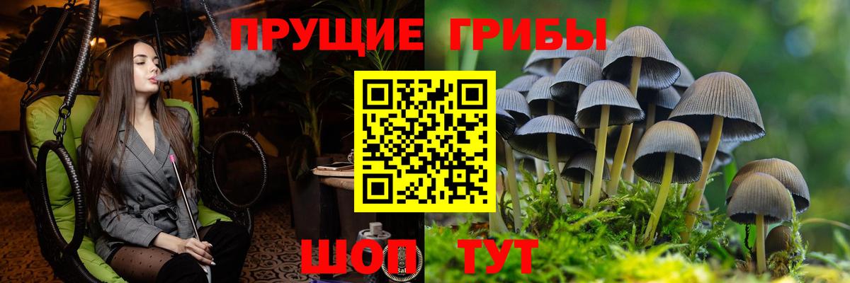 Бердск  Псилоцибиновые грибы Cubensis  Вход с VPN 